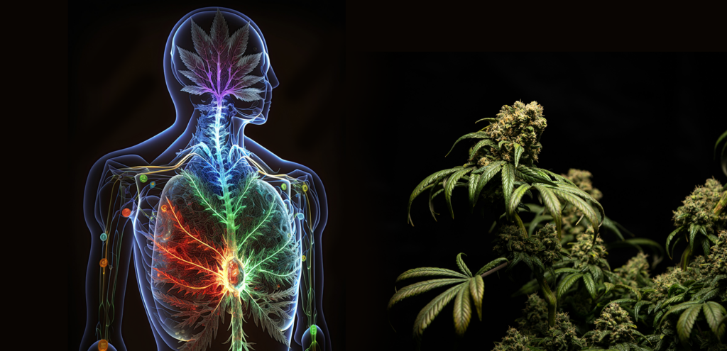 Endocannabinoid-System des Menschen mit den Chakren